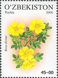 Colnect-831-856-Rosa-divina.jpg