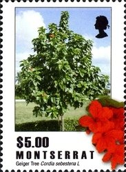 Colnect-1524-057-Geiger-Tree.jpg