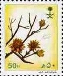 Colnect-3576-598-Rhanterium-epapposu.jpg