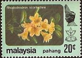Colnect-5918-231-Rhododendron-scortechinii.jpg