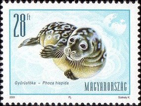 Colnect-661-601-Ringed-Seal-Phoca-hispida.jpg