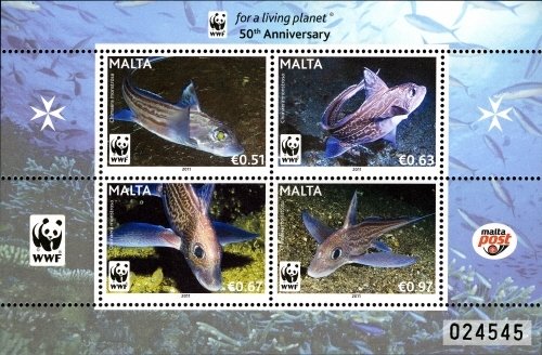 Colnect-2496-519-Rabbitfish-Chimaera-monstrosa.jpg