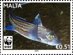 Colnect-900-593-Rabbitfish-Chimaera-monstrosa.jpg