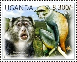 Colnect-1716-908-Blue-Monkey-Cercopithecus-mitis.jpg