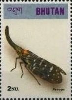 Colnect-3381-515-Lanternfly-Pyrops-sp.jpg
