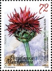 Colnect-1449-045-Centaurea-grbavacensis-Rohl.jpg