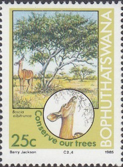 Colnect-2783-049-Tree-conservation---Boscia-albitrunca.jpg
