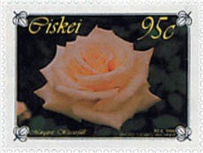 Colnect-3834-571-Roses-Margaret-Wasserfall.jpg