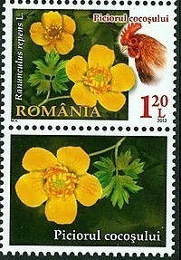 Colnect-1394-305-Ranunculus-repens-Creeping-Buttercup.jpg