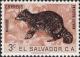 Colnect-1102-154-Racoon-Procyon-lotor.jpg