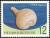 Colnect-3551-591-Seashell-Rapa-rapa.jpg
