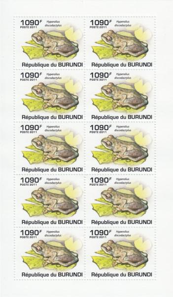 Colnect-3821-576-Albertine-Rift-Reed-Frog-Hyperolius-discodactylus.jpg