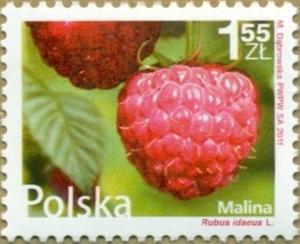 Colnect-952-647-Raspberry---Rubus-idaeus.jpg