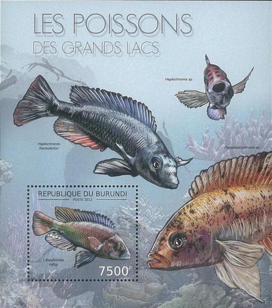 Colnect-3993-628-Lithochromis-Rufus.jpg