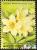 Colnect-2425-582-Rhododendron-aureum.jpg
