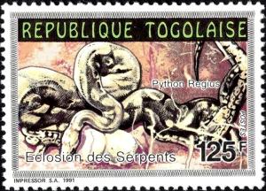 Colnect-6288-550-Ball-Python-Python-regius.jpg