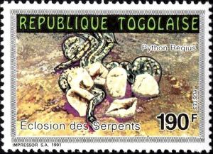 Colnect-6288-552-Ball-Python-Python-regius.jpg