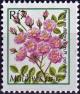 Colnect-5072-554-Rosa-multiflora.jpg