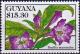 Colnect-4606-235-Ruellia-macrantha.jpg