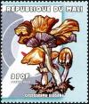 Colnect-2606-962-Cystoderma-elegans.jpg