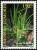 Colnect-6056-059-Aloes.jpg