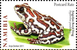 Colnect-3063-954-Angolan-Reed-Frog-Hyperolius-parallelus.jpg