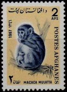 Colnect-1772-889-Rhesus-Monkey-Rhesus-mulatta.jpg